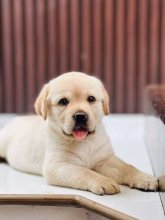 Labrador Puppies (Big Born Big Head)