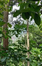 පේරාදනියේ ඉඩමක් විකිනීමට ඇත